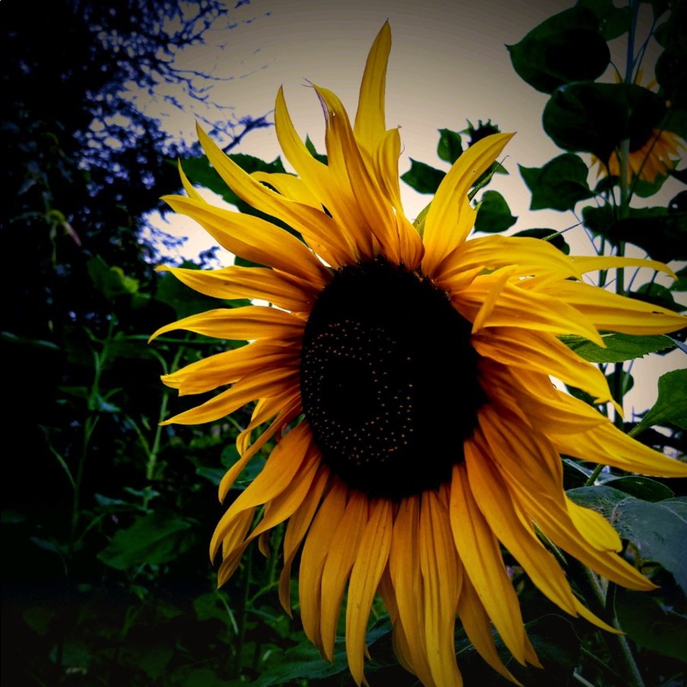 Meet your Posher, Melanie